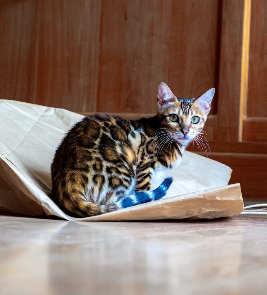 smartest cat breeds - bengal