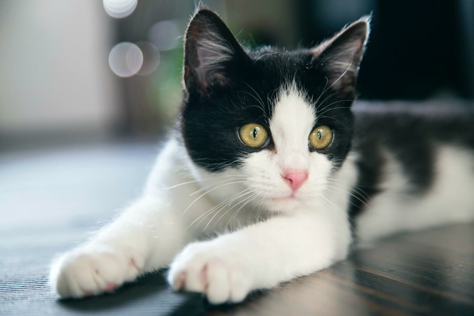 Tuxedo Cat Names For Your New Furball - Feline Paws