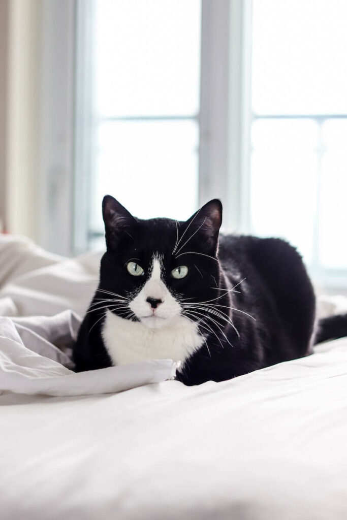 tuxedo cat names - meaning