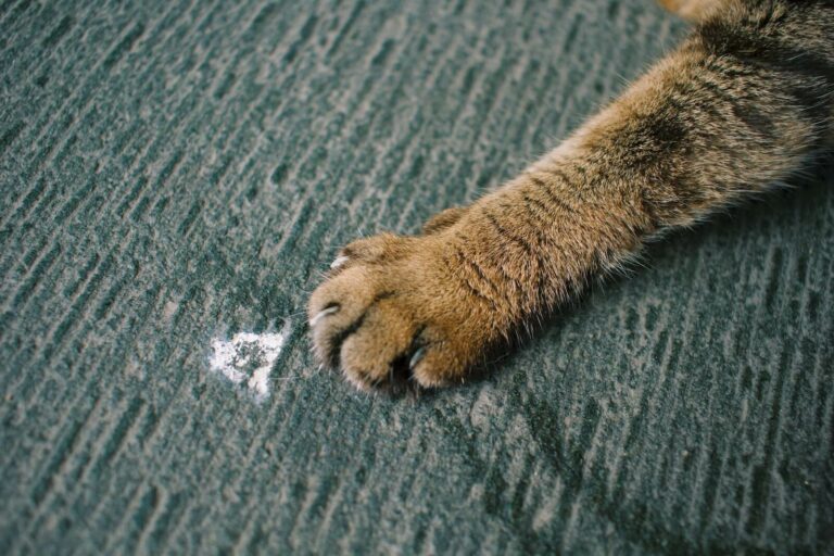 Why Do Cats Knead On Their Owners Feline Paws   Why Do Cats Knead On Their Owners What Is Kneading 768x512 