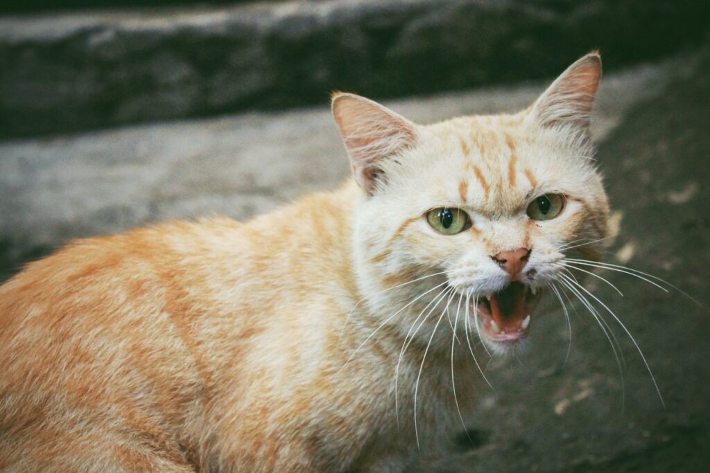aggressive cat breeds - why is a cat aggressive