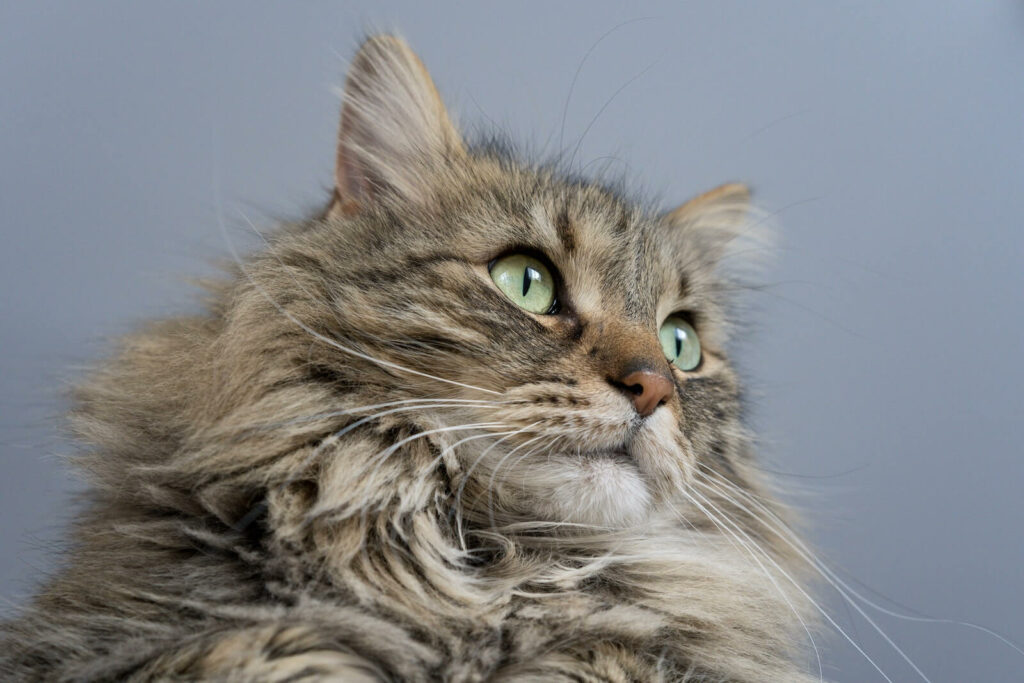 are maine coons friendly - winning personality