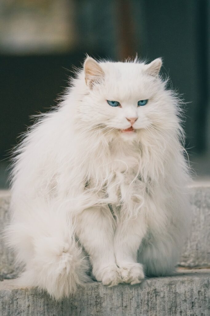 meanest cat breeds