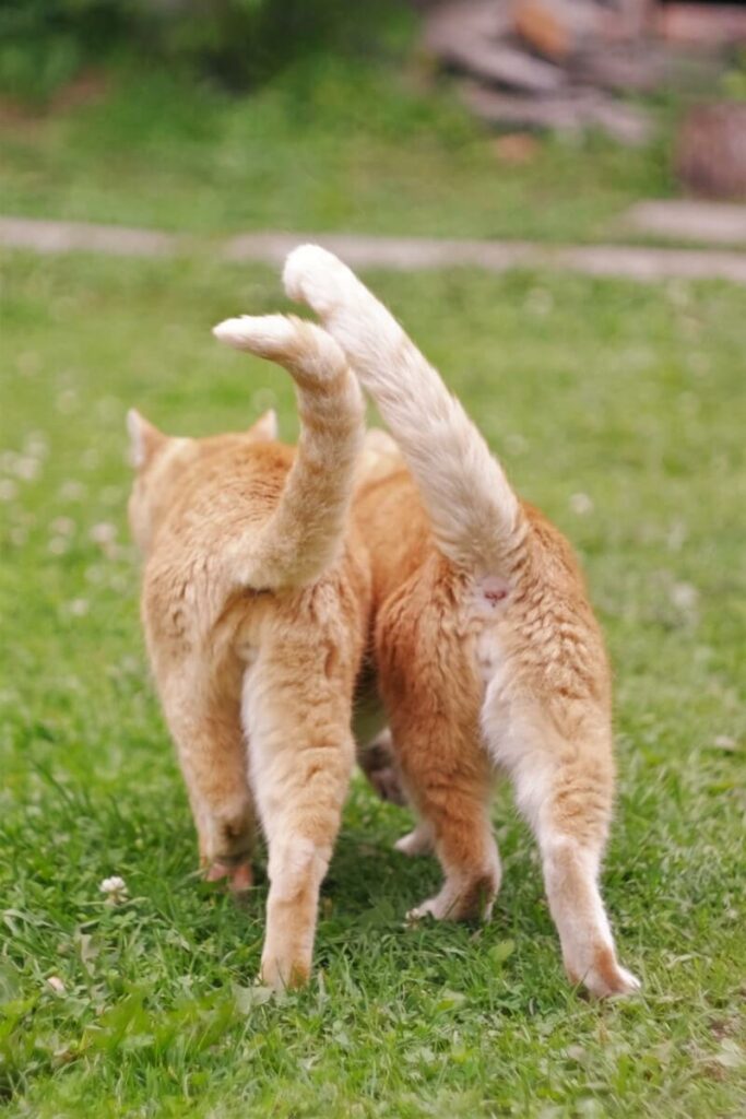 why do cats have tails - for communication