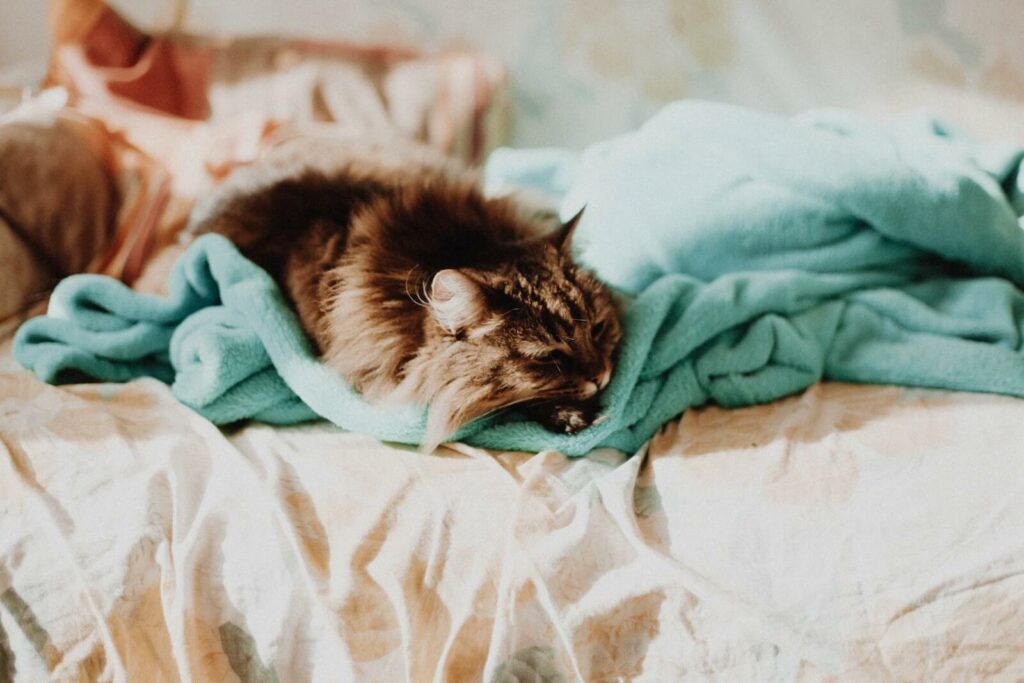 cat kneading and biting blanket - claim territory
