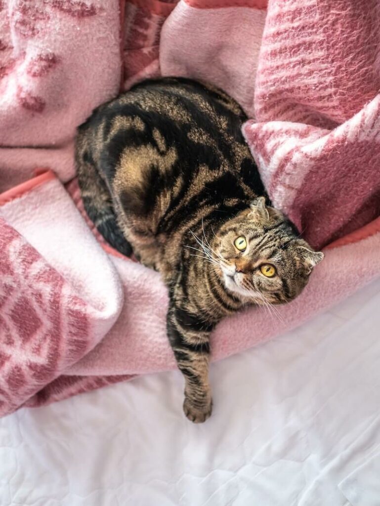 cat kneading and biting blanket - how to prevent it