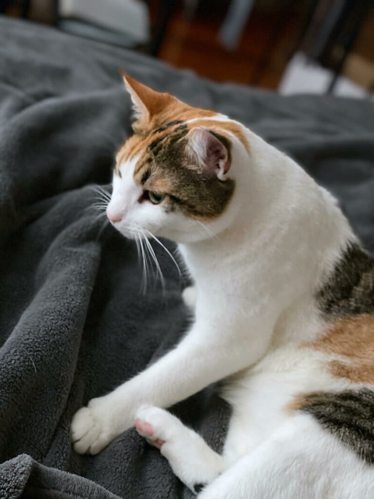 cat kneading and biting blanket - what is kneading