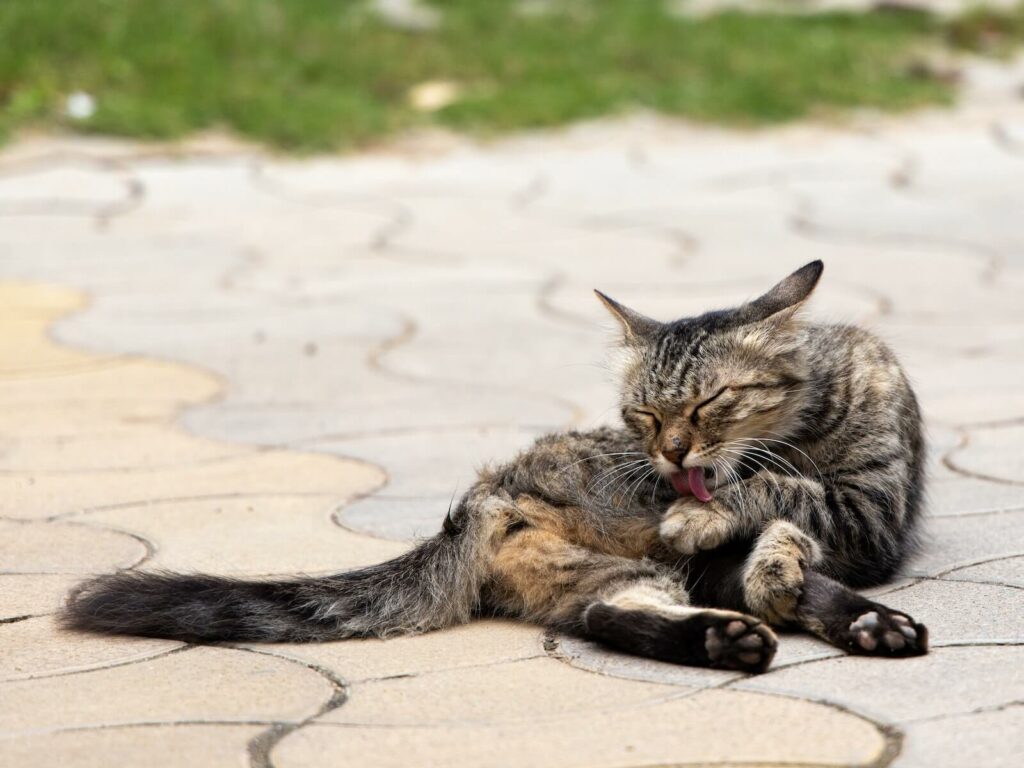 Why Do Cats Wag Their Tails While Lying Down Feline Paws 4939