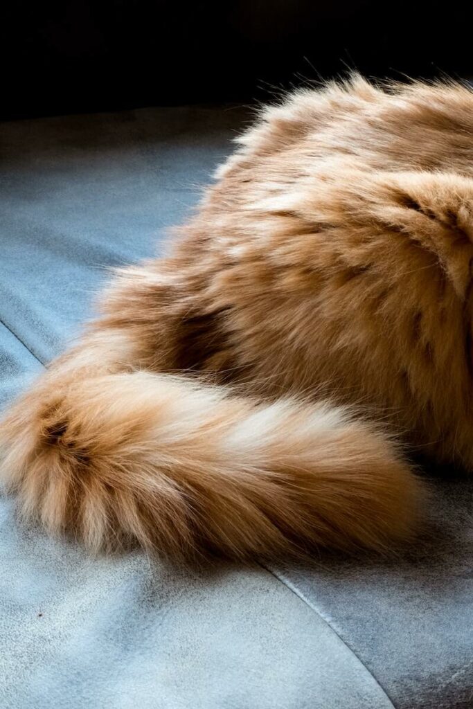 why do cats wag their tails while lying down - positions
