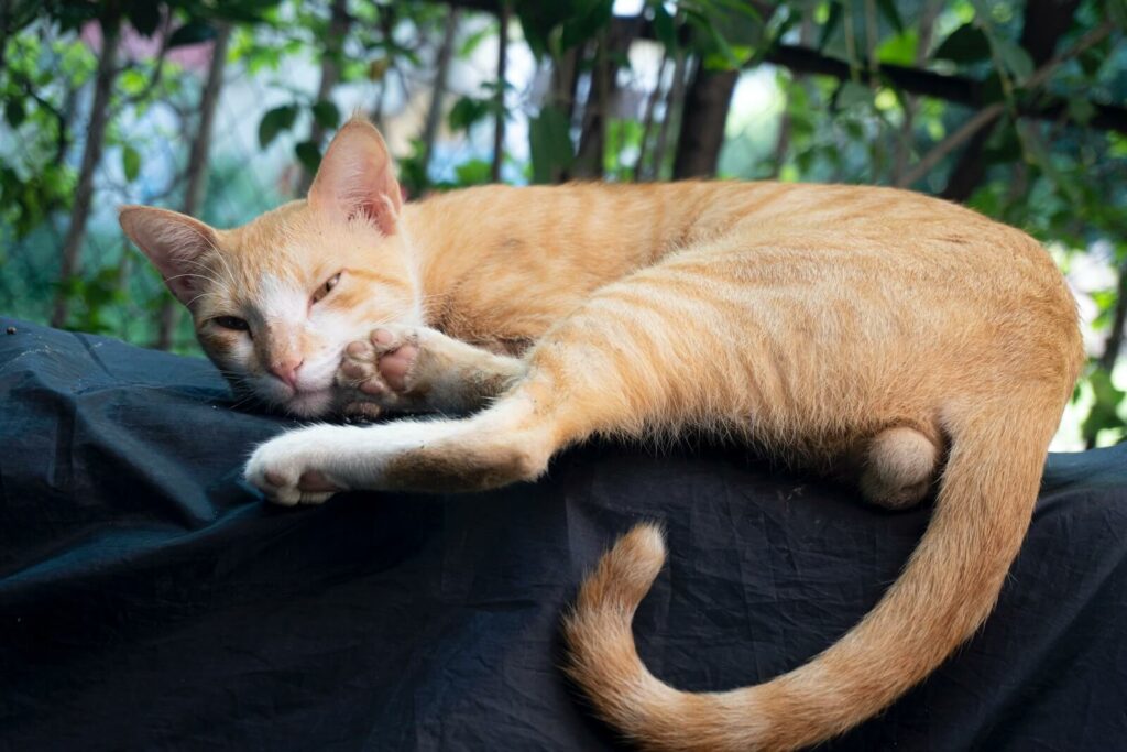 why do cats wag their tails while lying down - sleepy cat