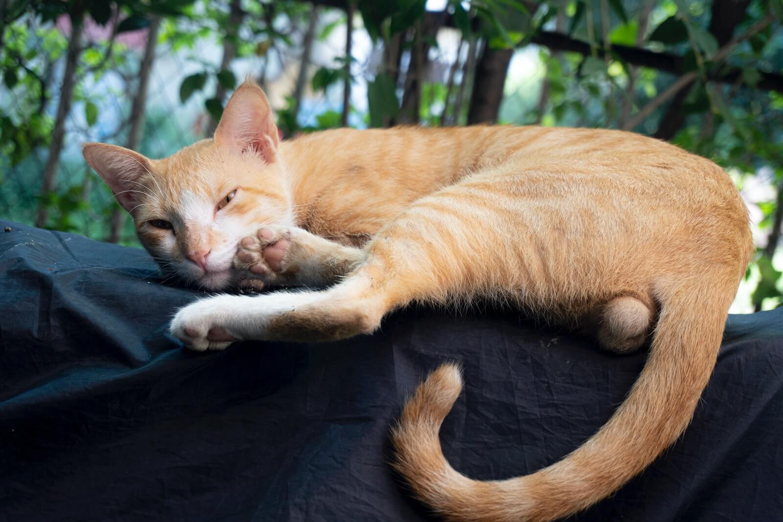 why-do-cats-wag-their-tails-while-lying-down-feline-paws