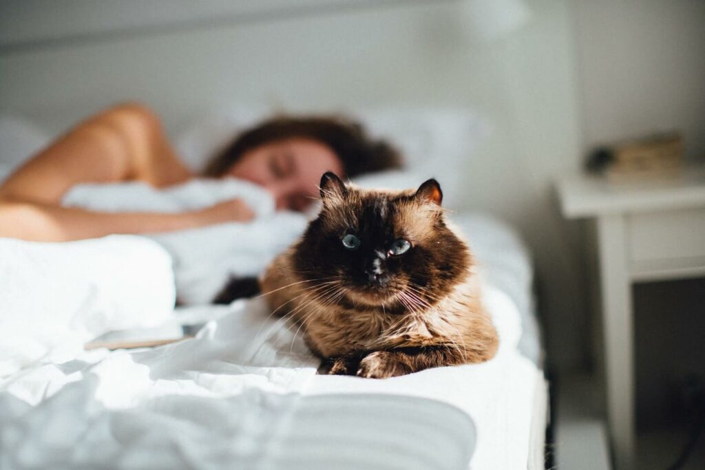 why does my cat sleep with me and not my husband - is it safe