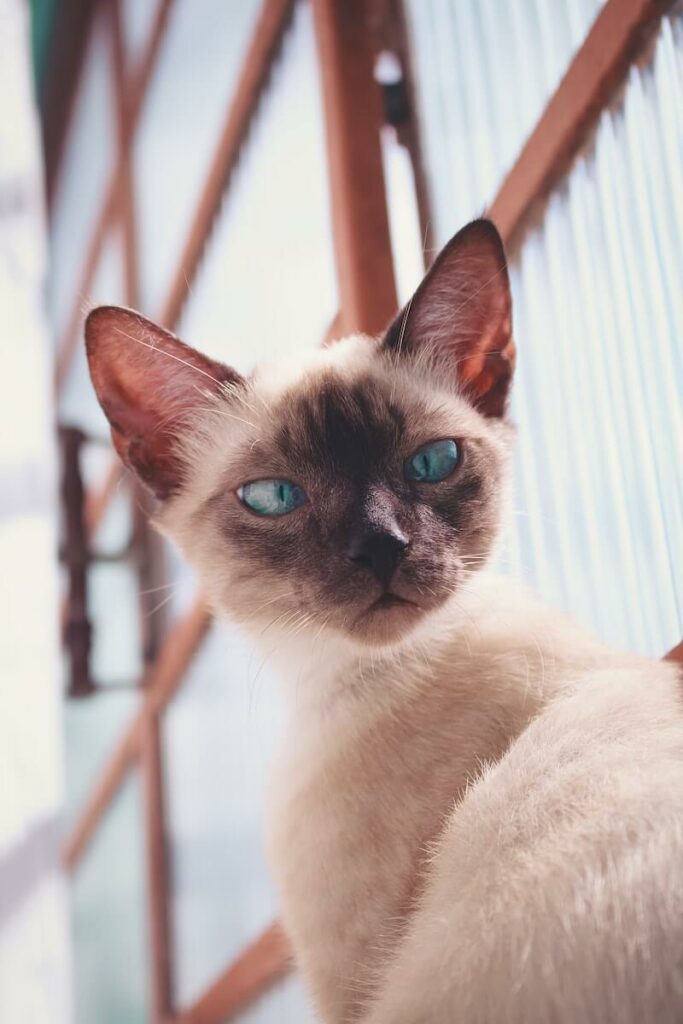 are siamese cats mean - personality