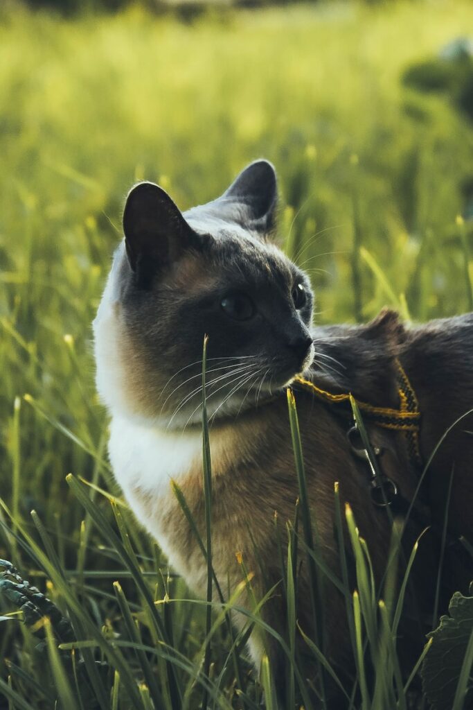 black siamese cat - himalayan gene