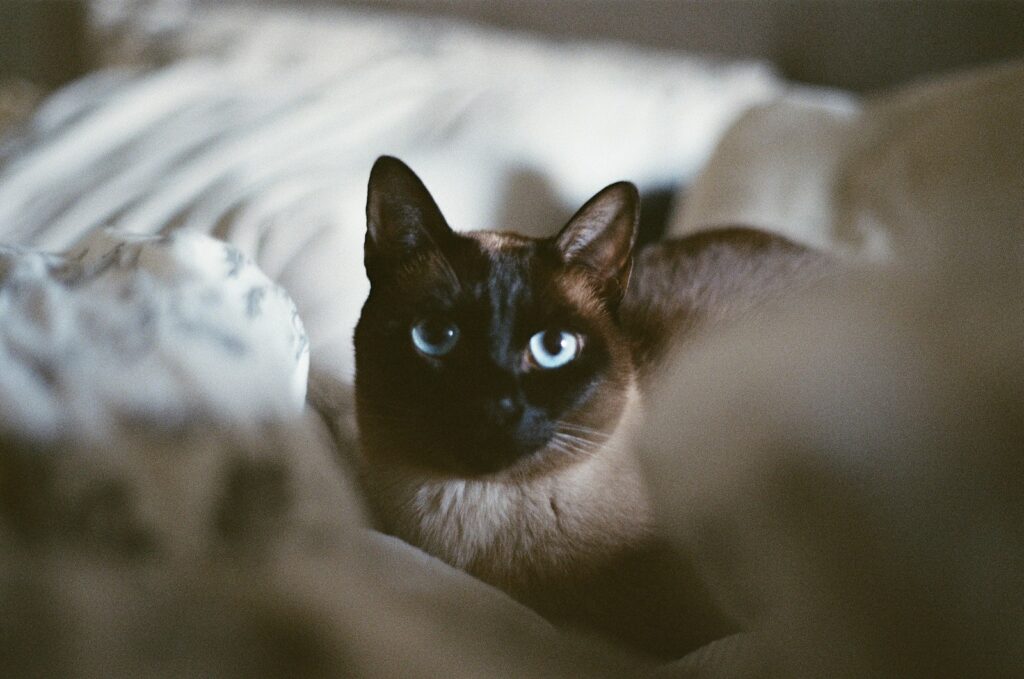 black siamese cat - variants