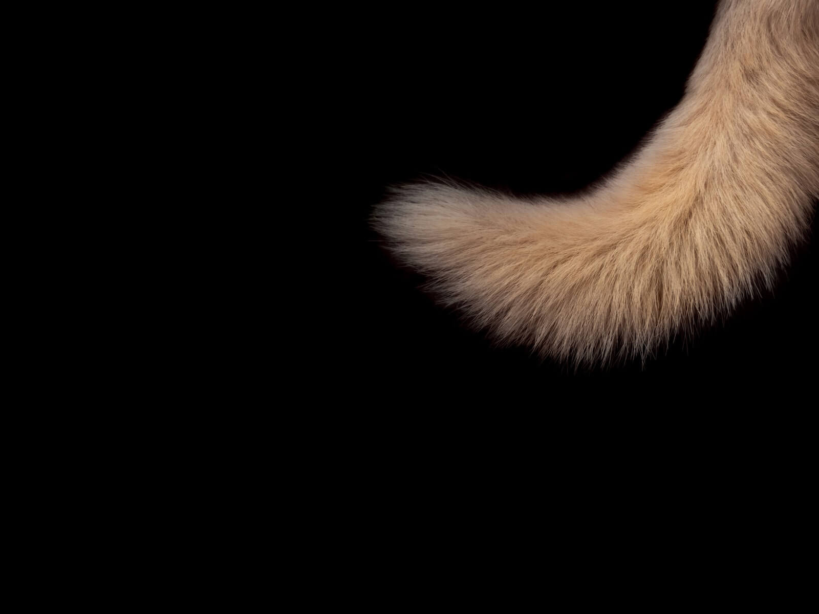 can cats control their tails