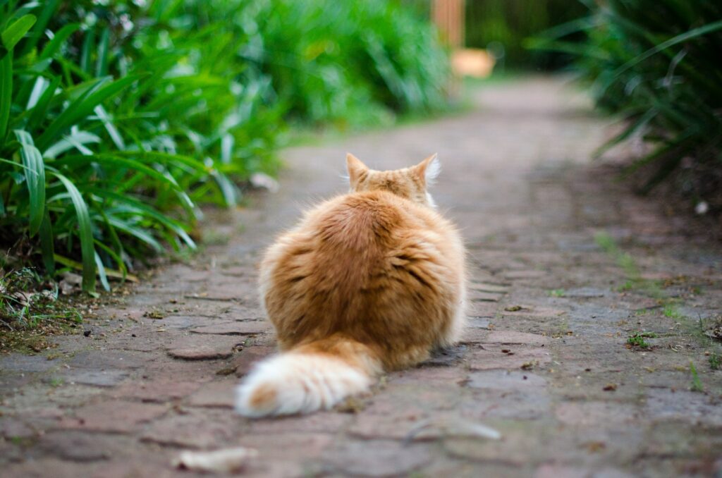 can cats feel their tail - movement meaning
