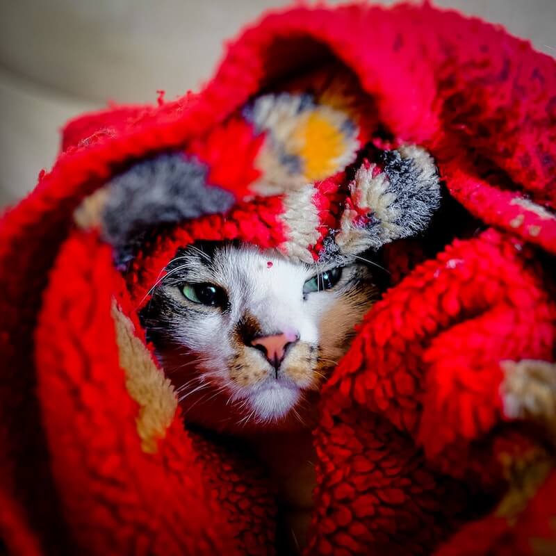 can cats get colds - how