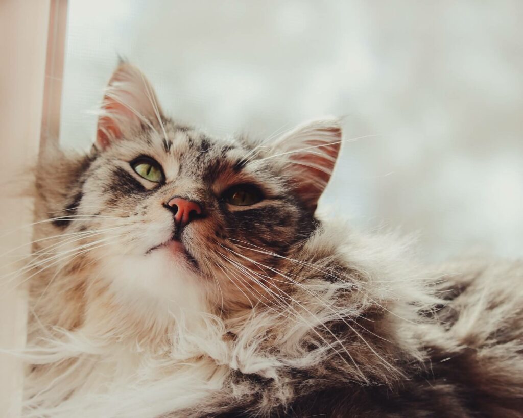 do maine coon cats shed more than other cats