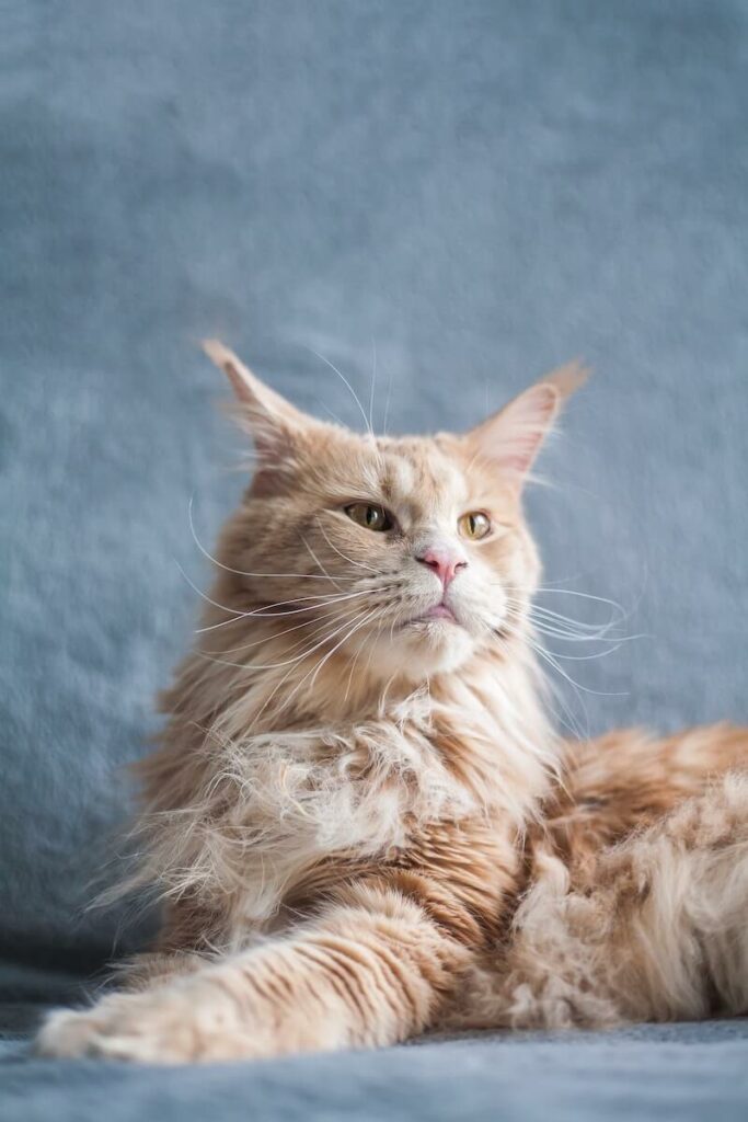 do maine coon cats shed - tips
