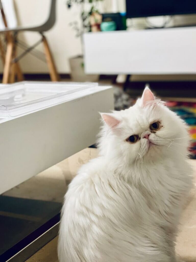 dumb looking cat - persian