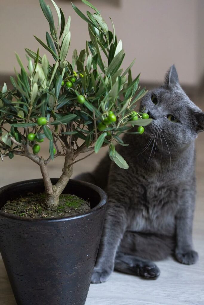 how to keep cats away from plants - clean litter box