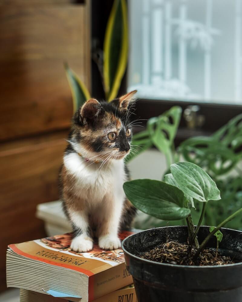 how to keep cats away from plants - teach your cat