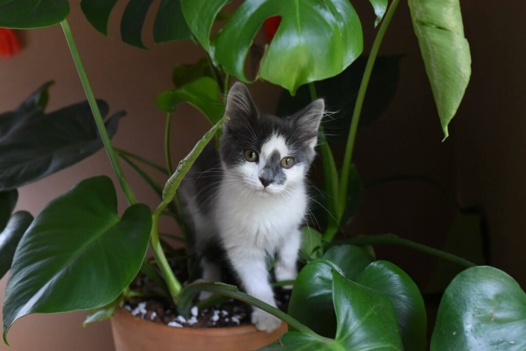 how to keep cats away from plants - use repellent