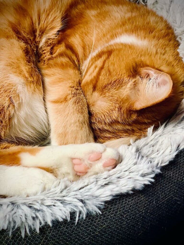 why do cats cover their face when they sleep - block noise