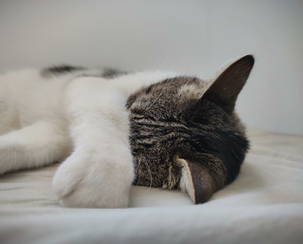 why do cats cover their face when they sleep - keep warmth