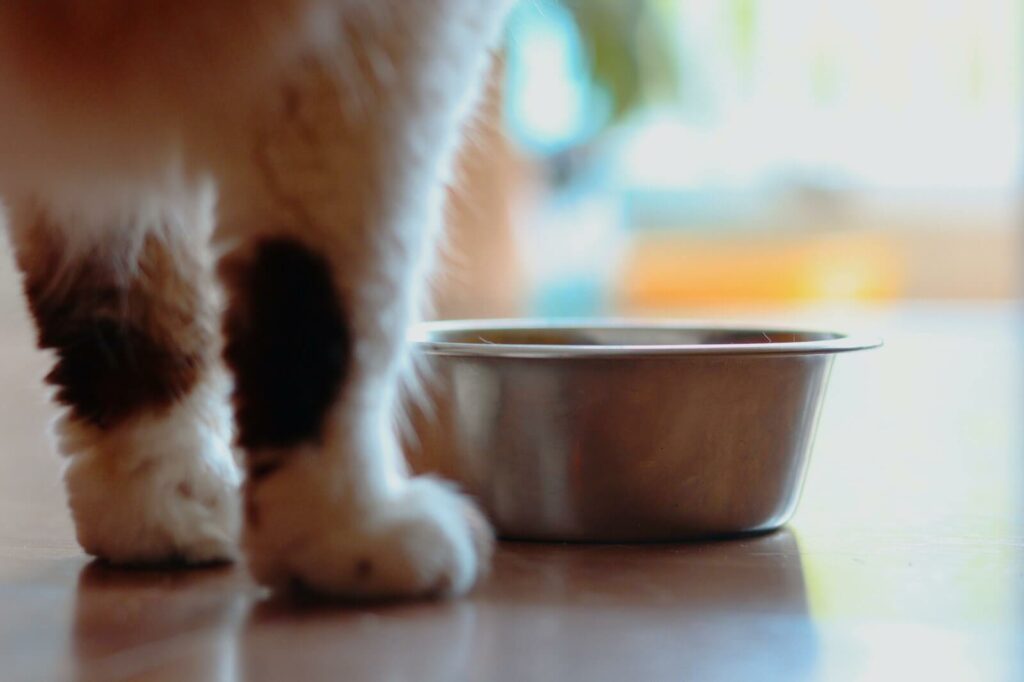 why do cats scratch around their food - should I prevent it