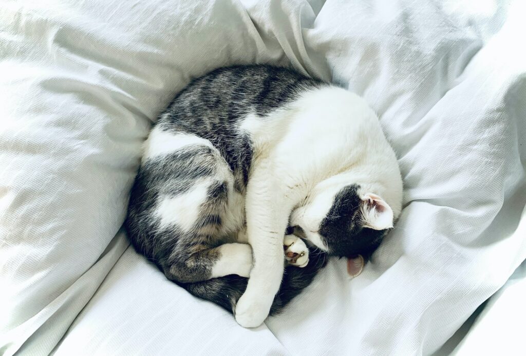 why do cats sleep in a ball - comfortable