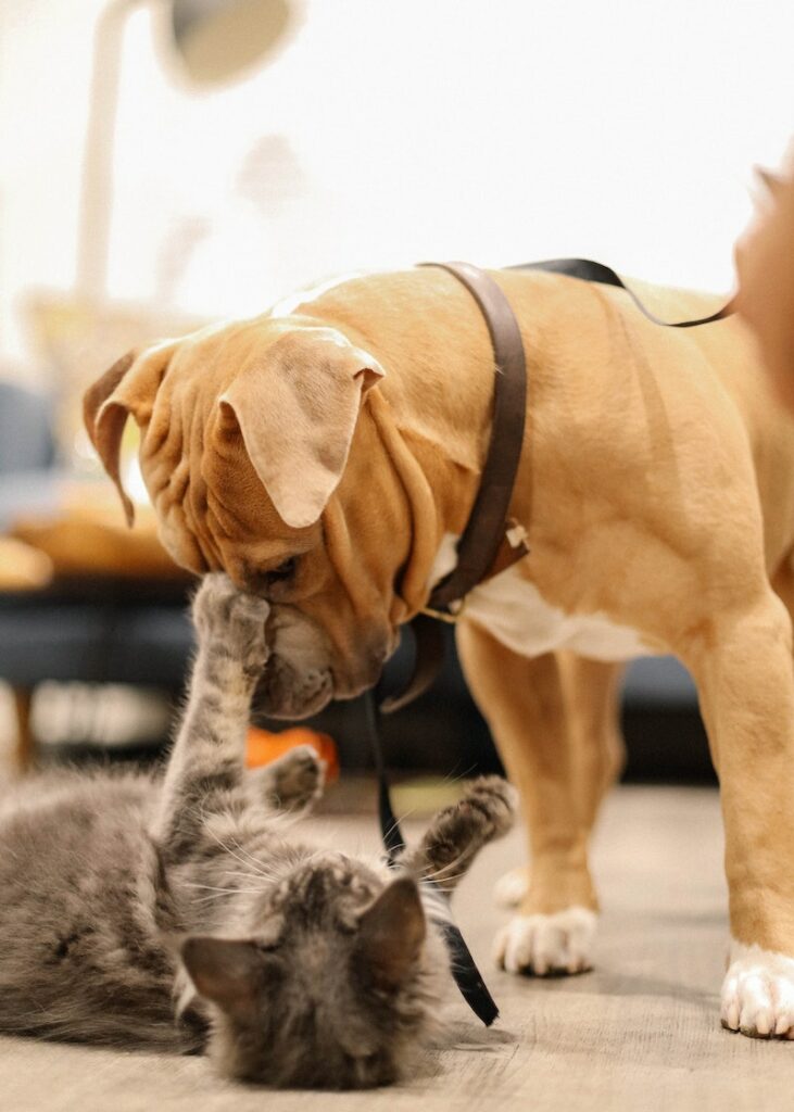 why do dogs hate cats - really