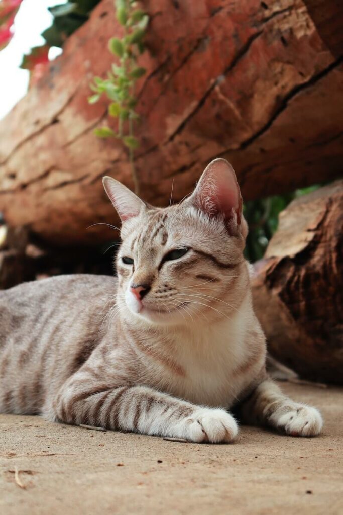 calmest cat breeds - american shorthair