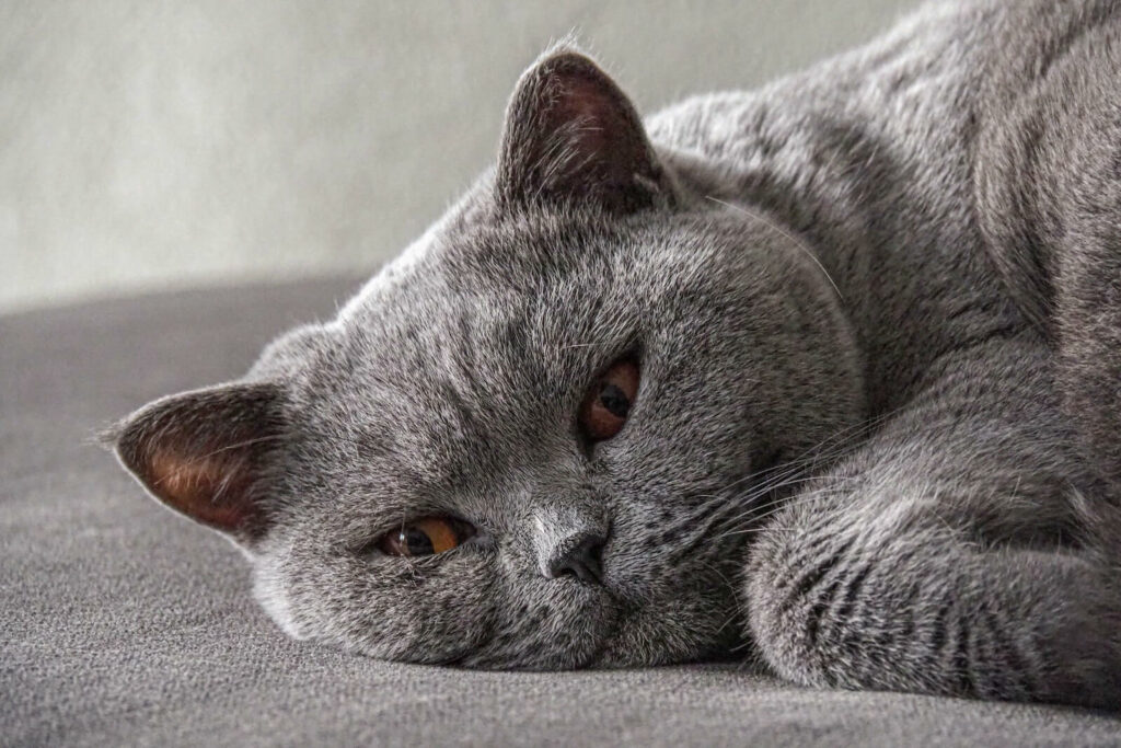 calmest cat breeds - british shorthair
