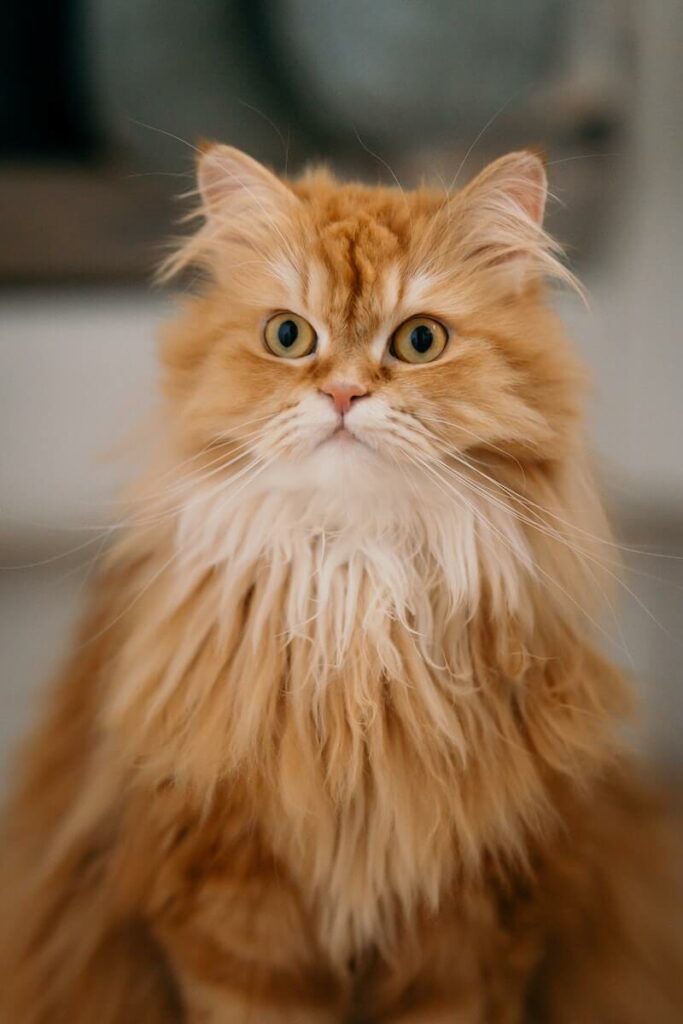 calmest cat breeds - persian cat