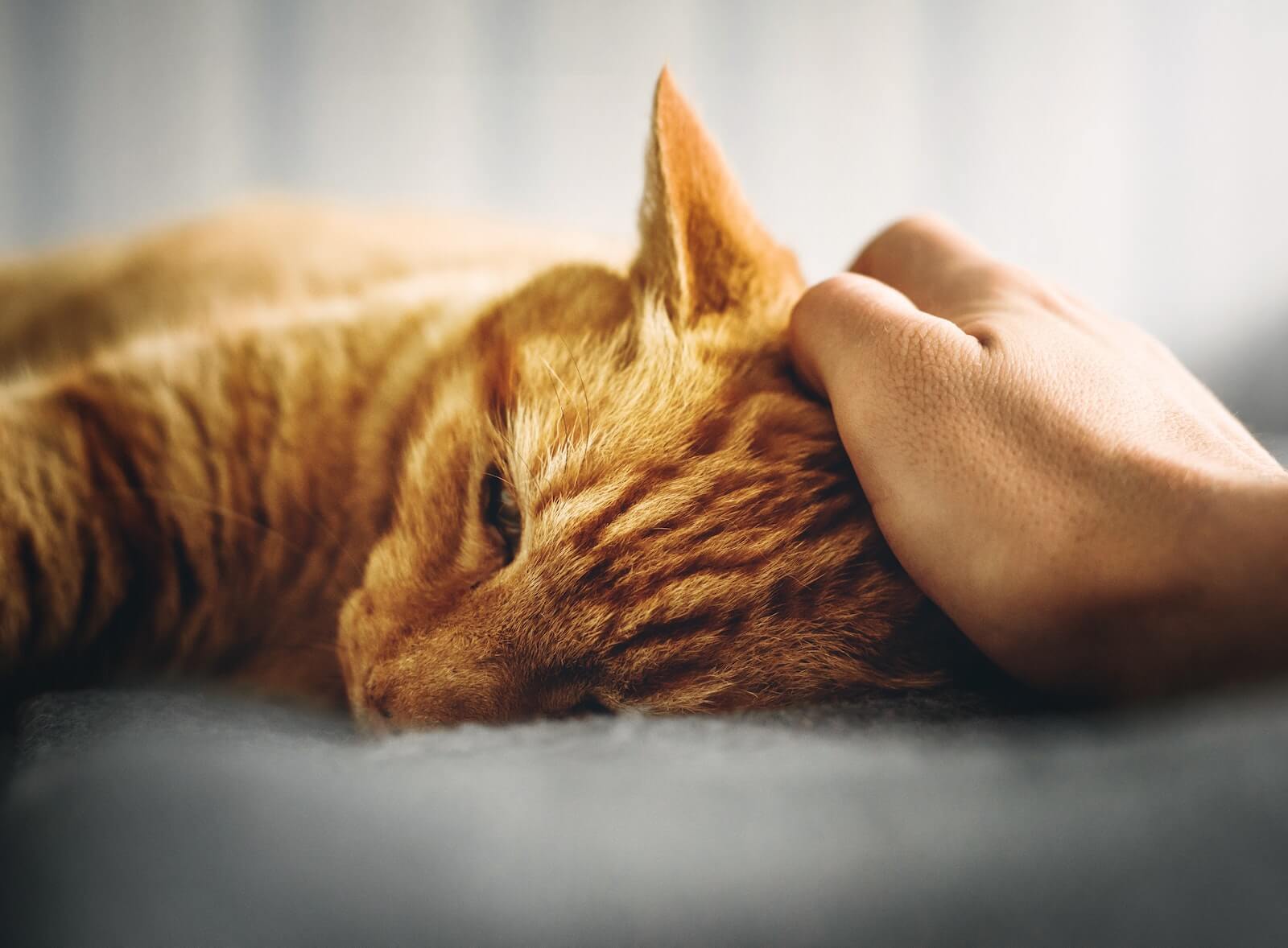 do cats know when you are sad