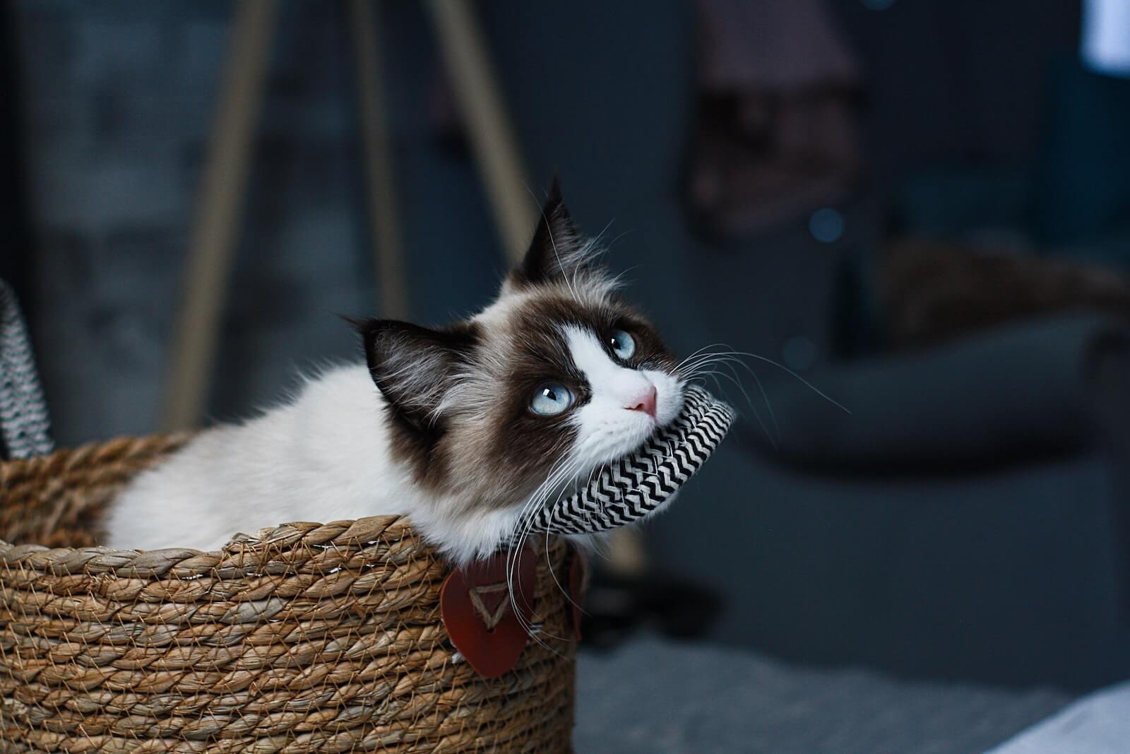 do ragdoll cats shed