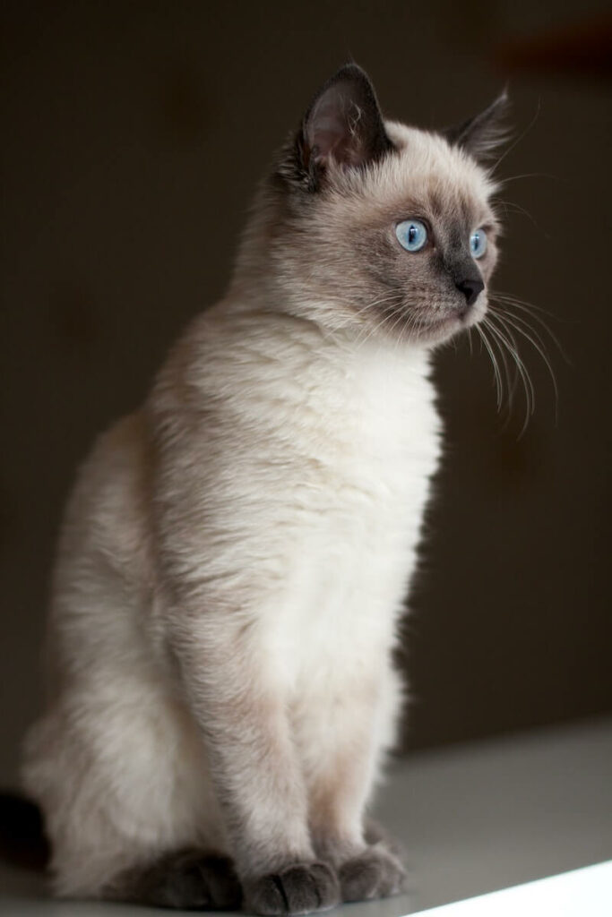 do siamese cats shed - perfect grooming