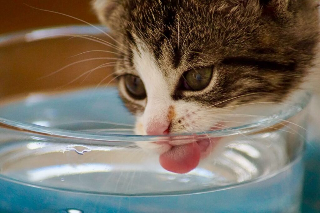 how long can cats go without water - and food