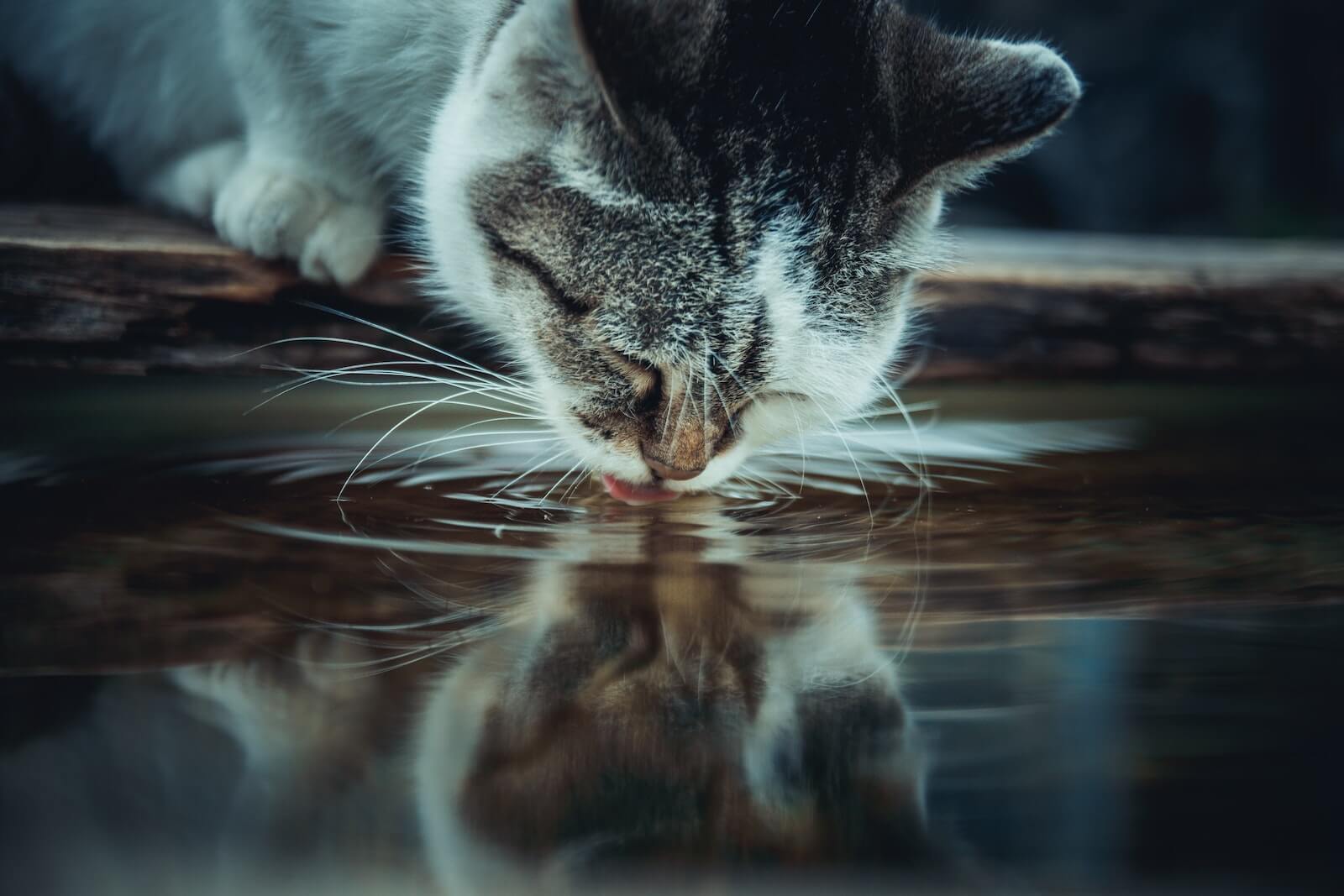 how long can cats go without water