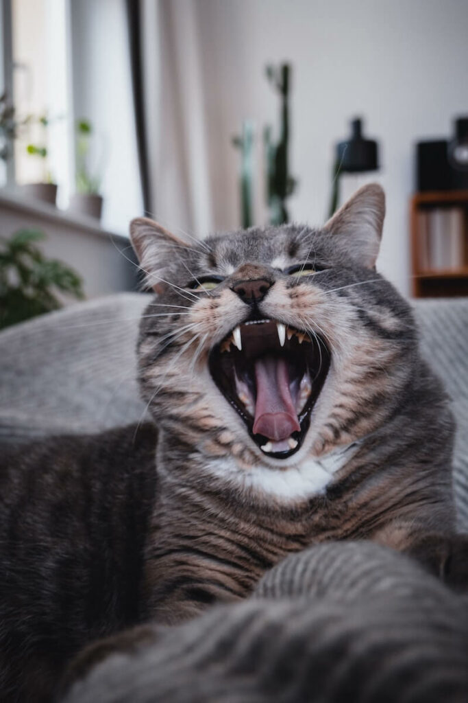 how to clean cat's teeth - how often