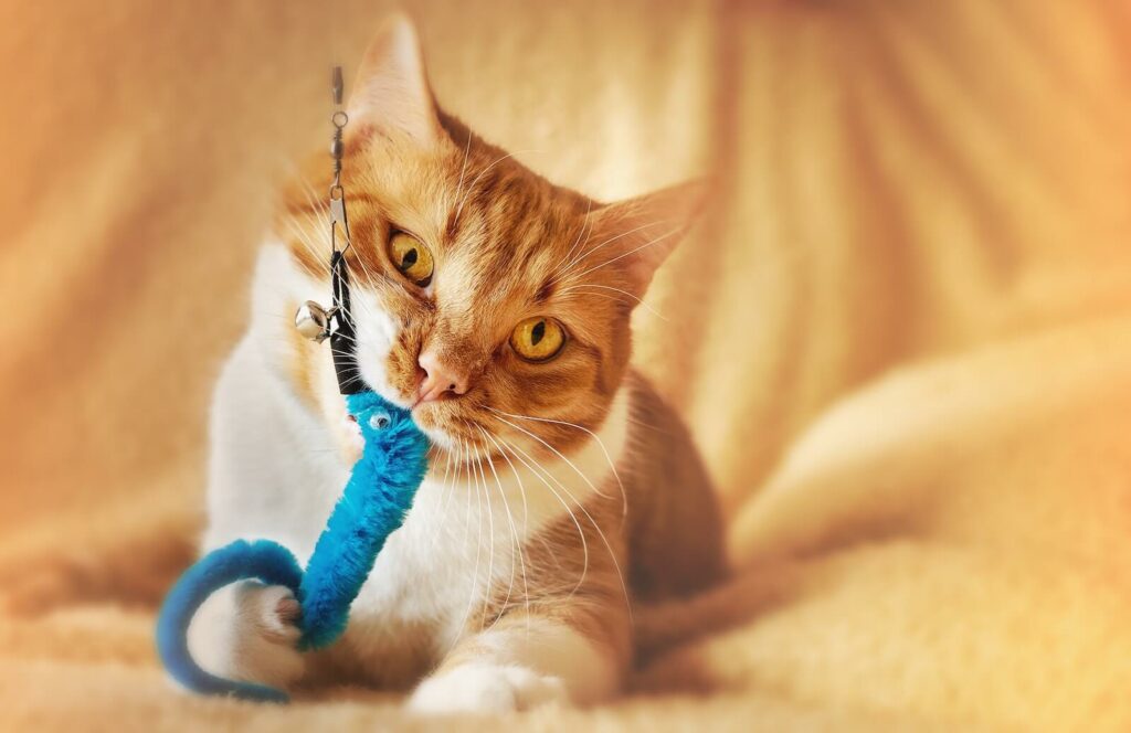 how to keep your cat's teeth clean without brushing - toys
