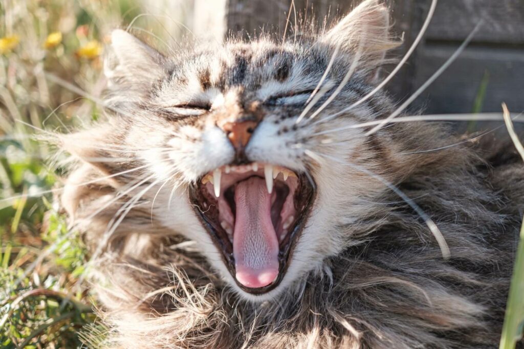 how to keep your cat's teeth clean without brushing - why it's important