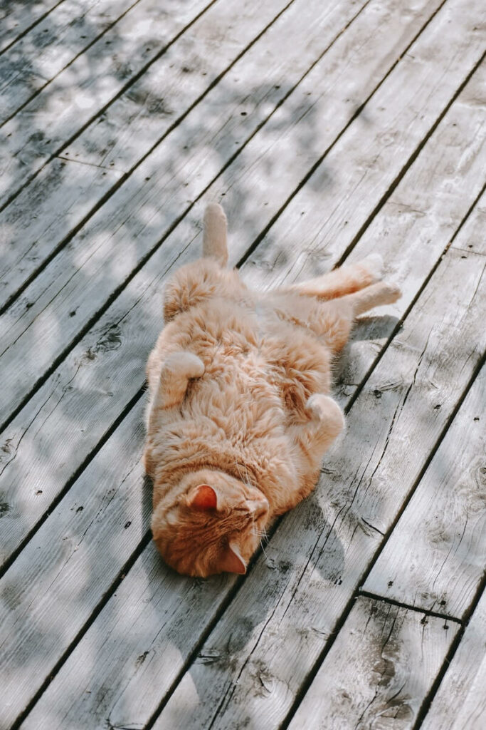 why do cats lay on their back - feel fresh