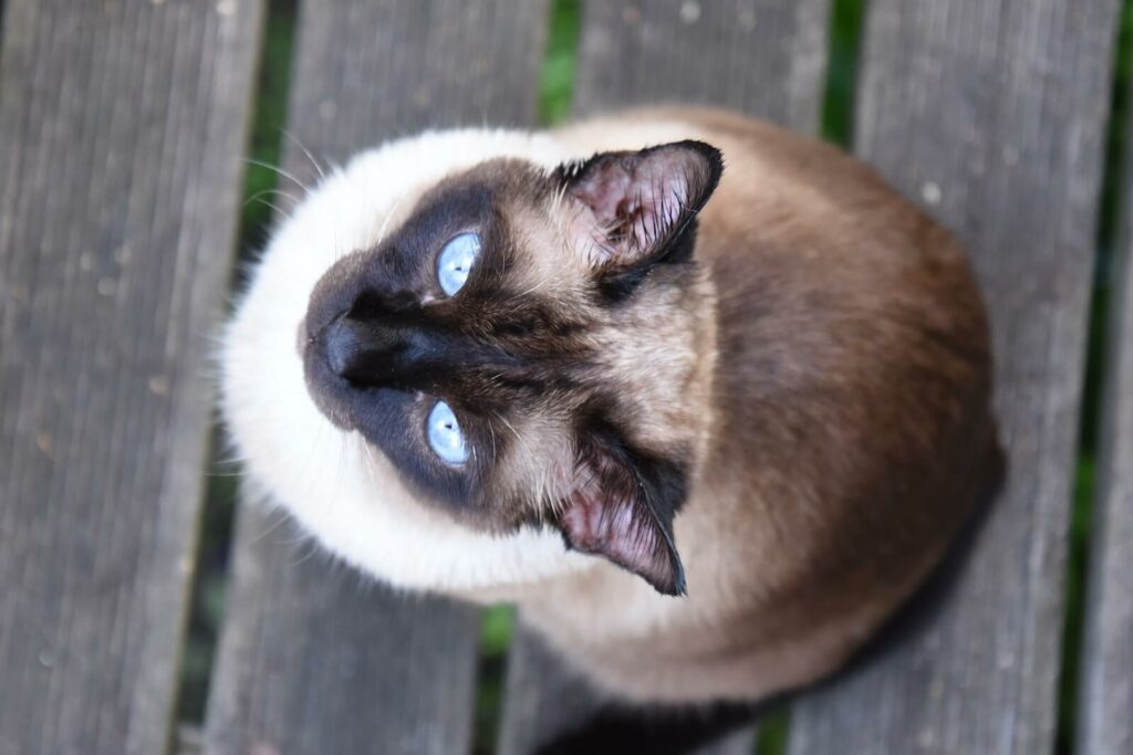 balinese vs siamese cats - siamese appearance
