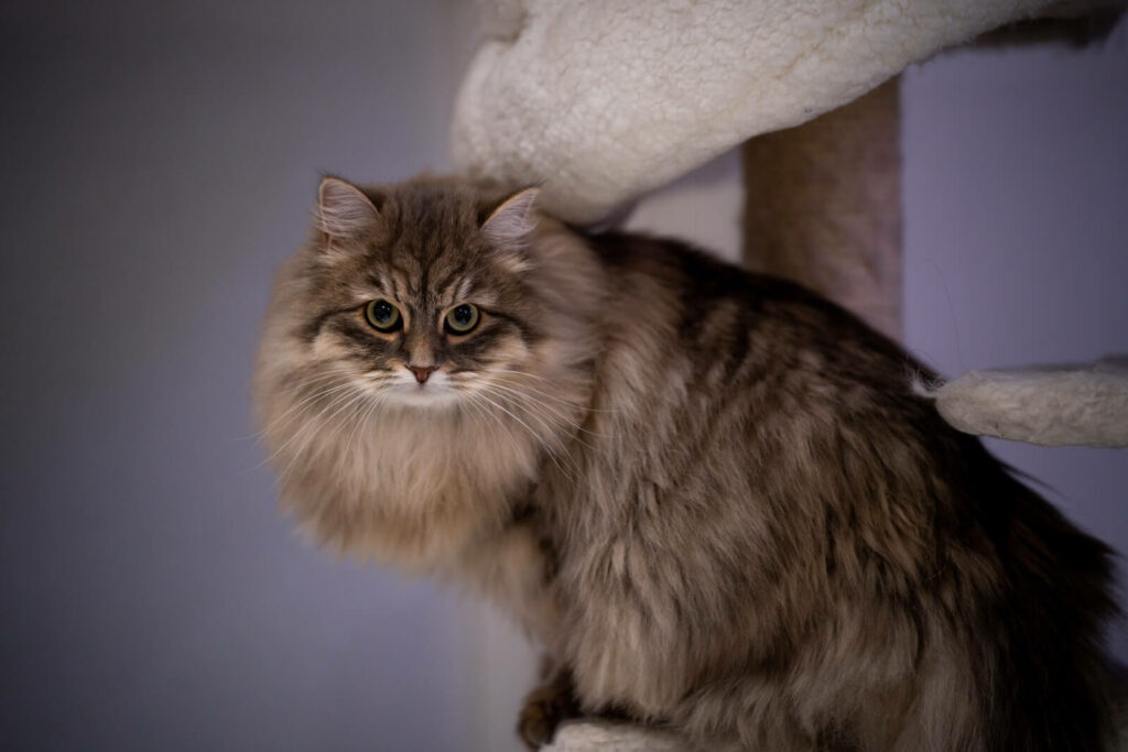 do Siberian cats shed - grooming