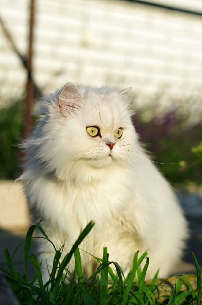 do persian cats shed - season