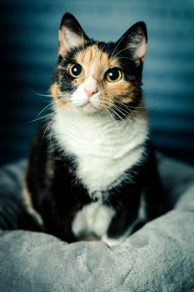 do calico cats shed - causes and tips