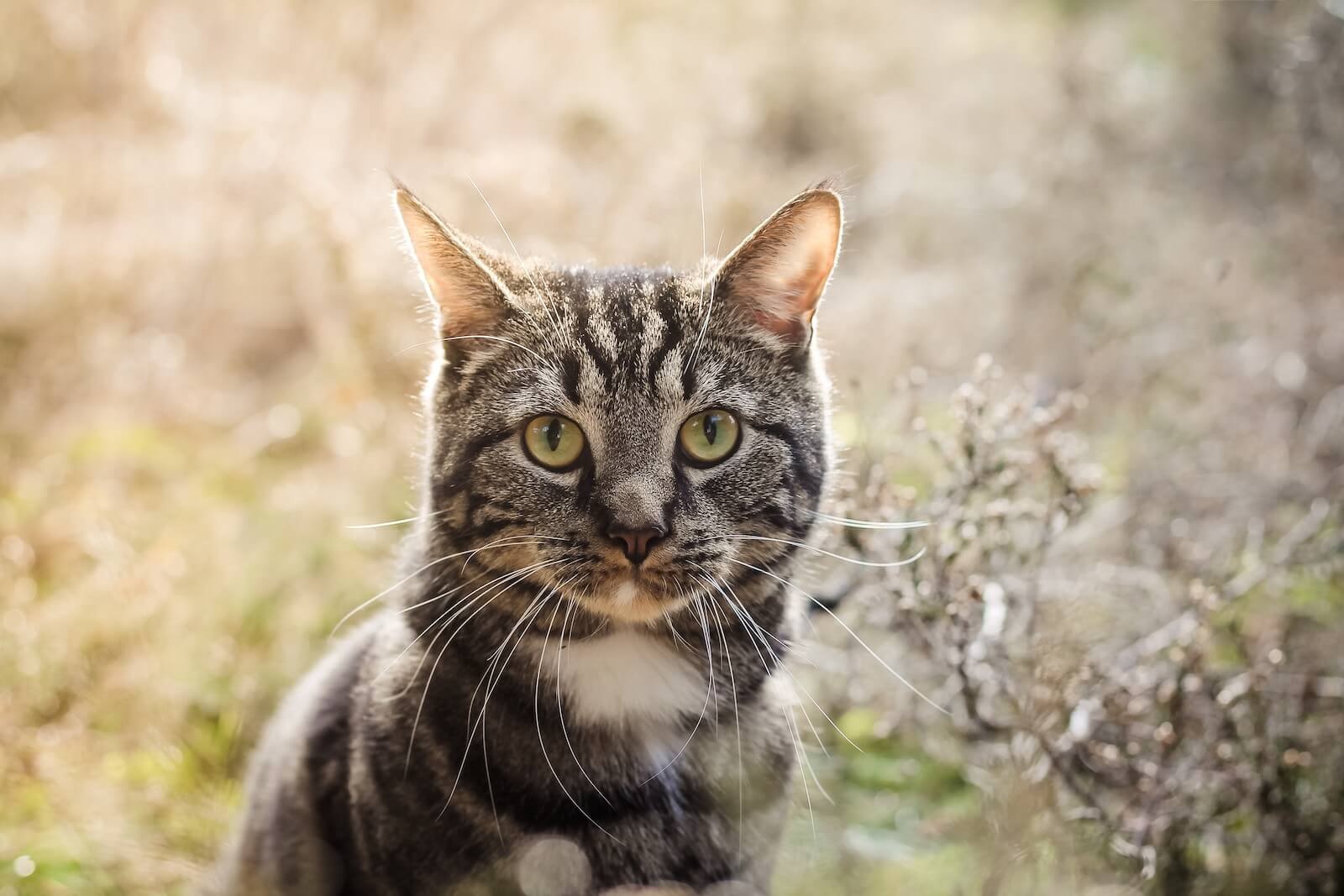 do-tabby-cats-shed-wrong-question-feline-paws